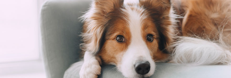 un canapé pour chien