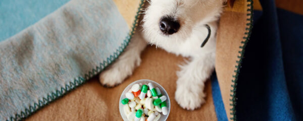compléments alimentaires pour les chiens